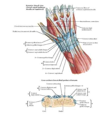 Extensor Tendons at Wrist Anatomy Posterior (dorsal) view (Dorsal carpal tendinous sheaths are ...