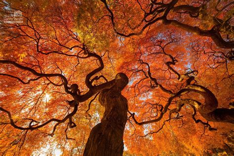 Autumn Tree - Autumn tree at shinjuku gyoen national park at Tokyo ...