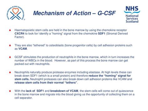 PPT - Stem cell mobilisation and collection in Glasgow including the use of plerixafor ...