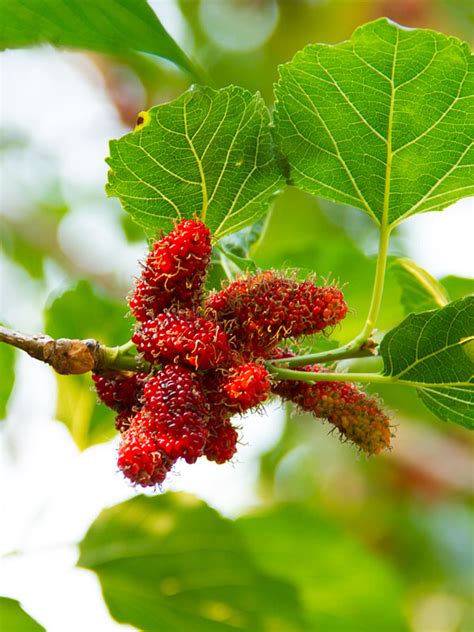 Northern Red Giant Mulberry Tree (morus rubra) – Urban Perennials