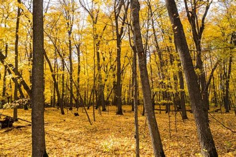 Over 25 Places to Enjoy Minnesota Fall Colors