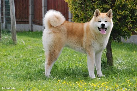 Dog Akita Inu: traits and pictures