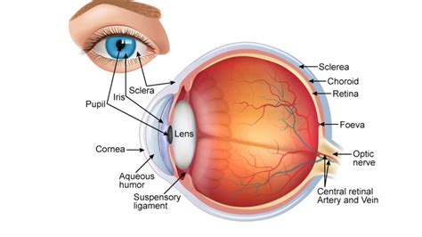 Human eye and colourful world class 10,CBSE,part2 Eye defects - YouTube