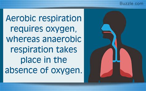 Understanding Aerobic and Anaerobic Respiration and Their Differences ...