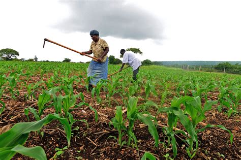 IRIN | Swazi farmers struggle to afford inputs