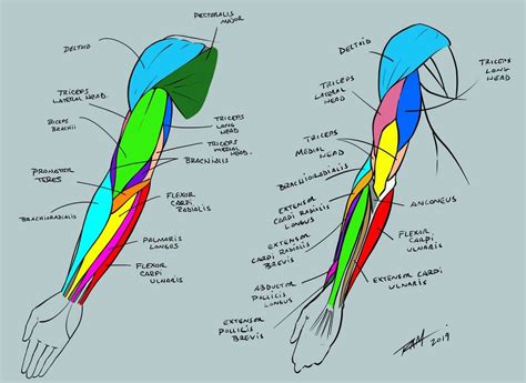 Arm Anatomy - Reference Sheet by https://www.deviantart.com ...