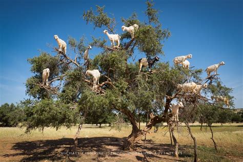 DO GOATS GROW ON TREES? - think orange