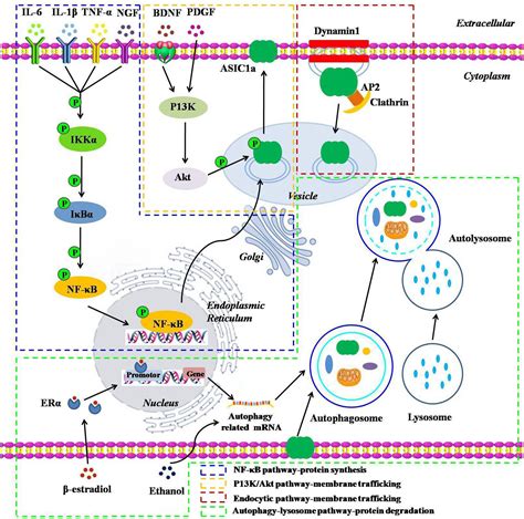 Frontiers | Factors and Molecular Mechanisms Influencing the Protein Synthesis, Degradation and ...