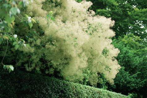 Smoke Tree Flowers (cotinus Coggygria) Photograph by Jim D Saul/science Photo Library