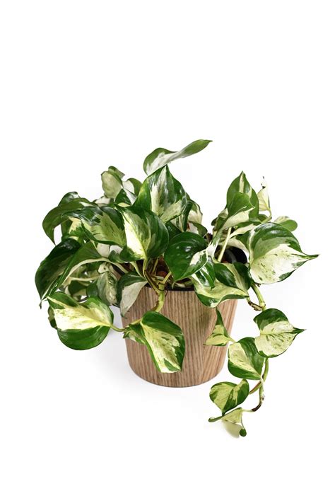 Variegated Pothos Care: All Your Questions Answered - Potted Pixie