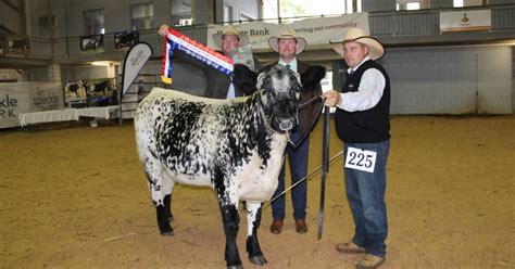 Speckle Park cattle sparkle at the Toowoomba Royal Show | Queensland Country Life | QLD