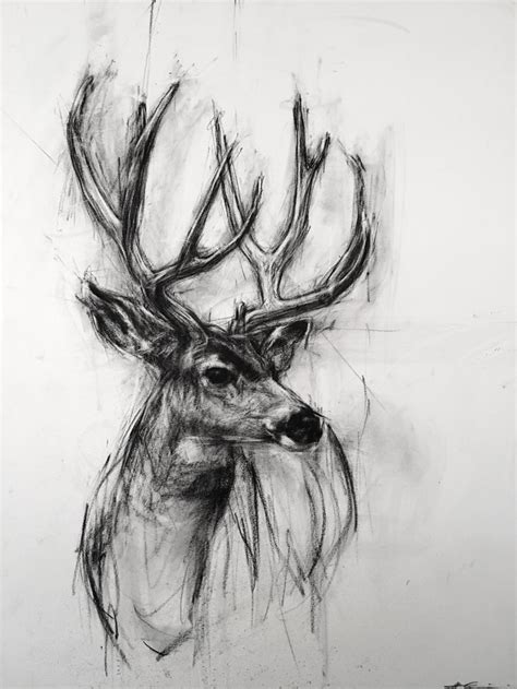 Mule Deer Buck | Charcoal art, Charcole drawings, Deer drawing