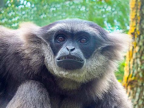 Bali Zoo Has Successfully Released an Endangered Silvery Gibbon into ...