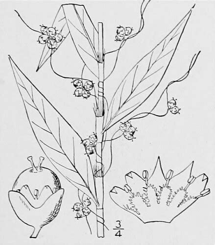 Image from page 56 of "An illustrated flora of the norther… | Flickr