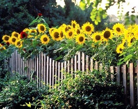 A Garden full of Sunflowers brightens anyone's Day | Growing sunflowers, Sunflower garden ...