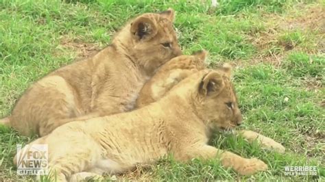 Young lion cubs romp and roam as they receive their official names ...