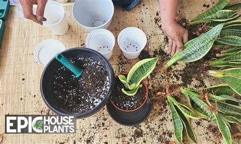 Reviving Your Drooping Snake Plant: A Step-by-Step Guide – Epic Houseplants