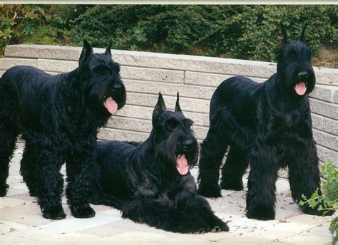 Best Facts About Giant Schnauzer Puppies