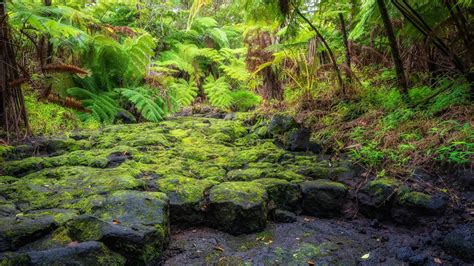 Green leaf trees, moss, plants, ferns HD wallpaper | Wallpaper Flare