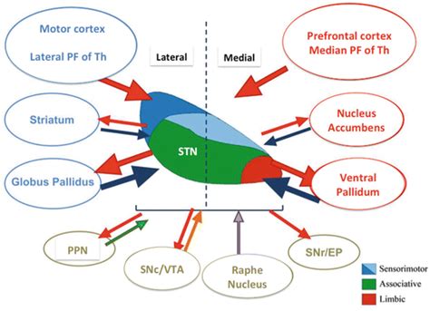 The Subthalamic Nucleus and Reward-Related Processes | SpringerLink