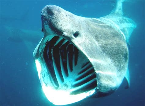 Basking Shark - Basking Shark Diet