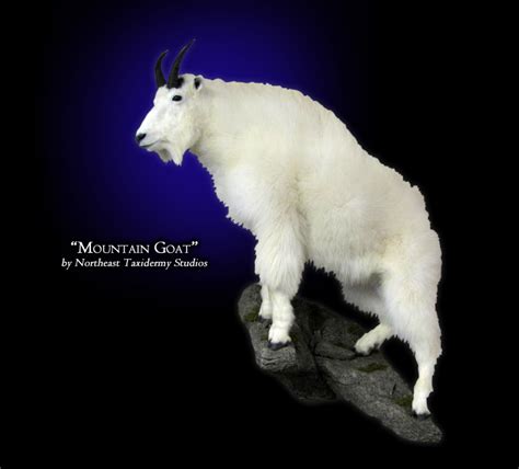 Mountain Goat Taxidermy, Museum Quality Mountain Goat Mounts