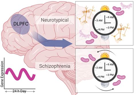 Schizophrenia Patients’ Brains Demonstrate Abnormal 12-Hour Cyclic Gene ...