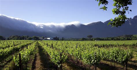 Experiences & Holidays In Winelands, South Africa - Journeys by Design