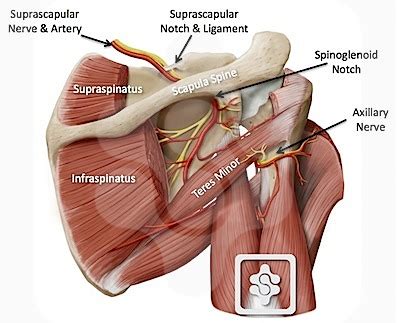 Suprascapular Nerve - Anatomy & Clinical Significance | Bone and Spine