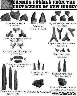 Top 80+ imagen fossil identification - Abzlocal.mx