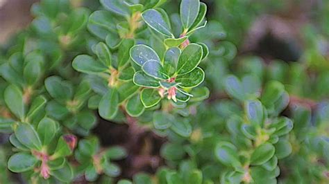 Bearberry - Grown By You