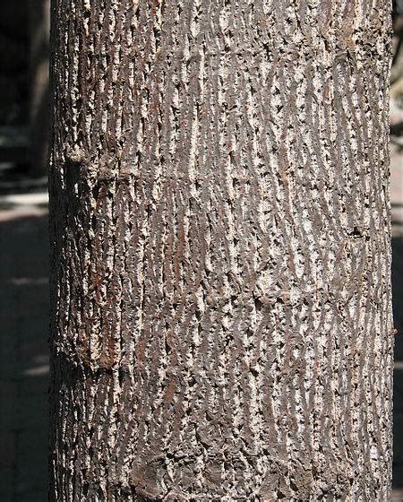 Winter Trees: Tuliptree | Outside My Window