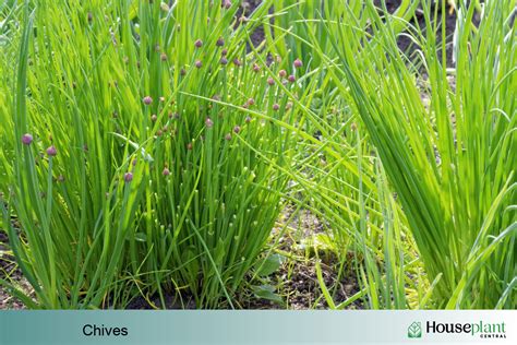 How to Grow Chives Indoors