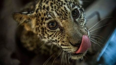 Nicaragua op rescues jaguar cubs in social media ad | World | The Vibes