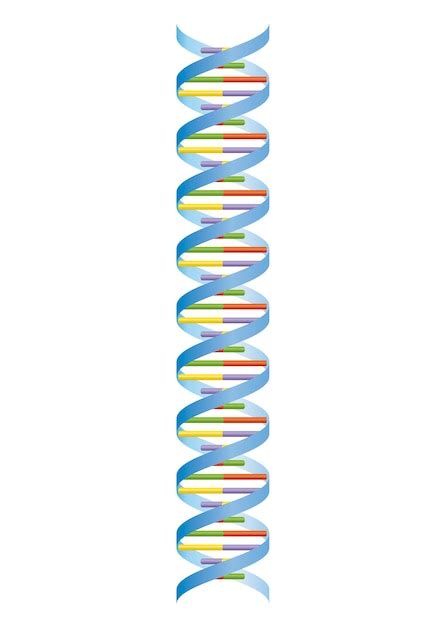 Premium Vector | Dna helix