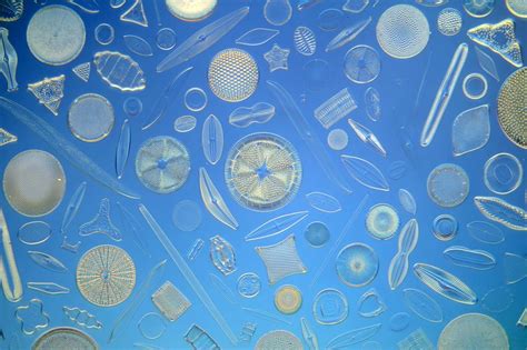 Diatoms are tiny single-cell algae encased in jewel-like shells that are among the smallest ...