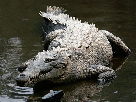 Australia Crocodile Attack: Sean Cole Mauled To Death As 15 Friends ...