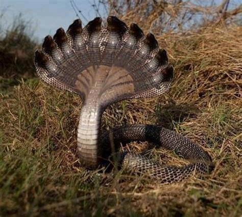 Cobra de diez cabezas | Rare animals, Weird animals, Snake