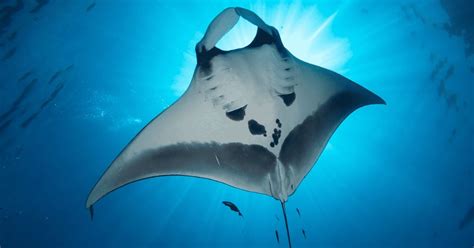 Hawaiian Wildlife: The Manta Rays in Hawaii - Sea Paradise