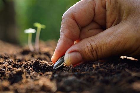 The most effective way to grow and grow sunflowers from seeds you should try