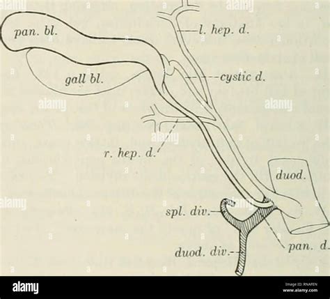 Ductus Choledochus High Resolution Stock Photography and Images - Alamy