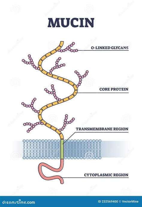 Structure Of Proteins Channels On The Lipid Bilayer Membrane Royalty ...