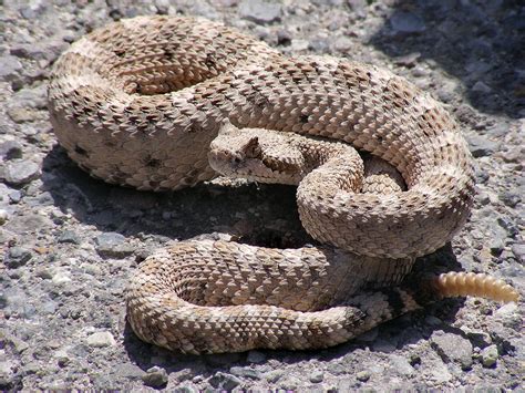 Crotalus cerastes - Wikipedia