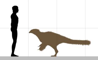 Yutyrannus Anatomy, Size & Facts | Study.com