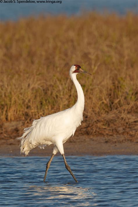 Whooping Crane 1