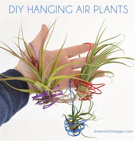 DIY Hanging Air Plants - Dream a Little Bigger