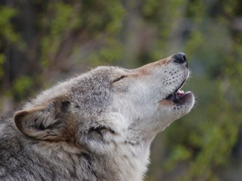 Communication | International Wolf Center