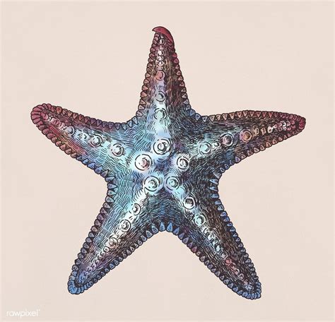 Hand drawn sea starfish isolated | free image by rawpixel.com | Starfish drawing, Sea starfish ...