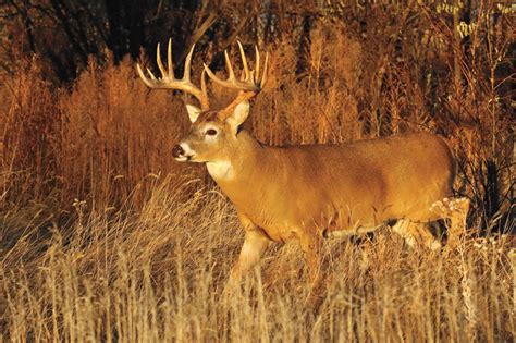 Can Whitetails Reason? - Bowhunter