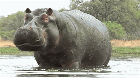 11 Animal GIFs That Will Make You Say, “That’s Me When I’m Hungry” | African animals, Hippo, Animals